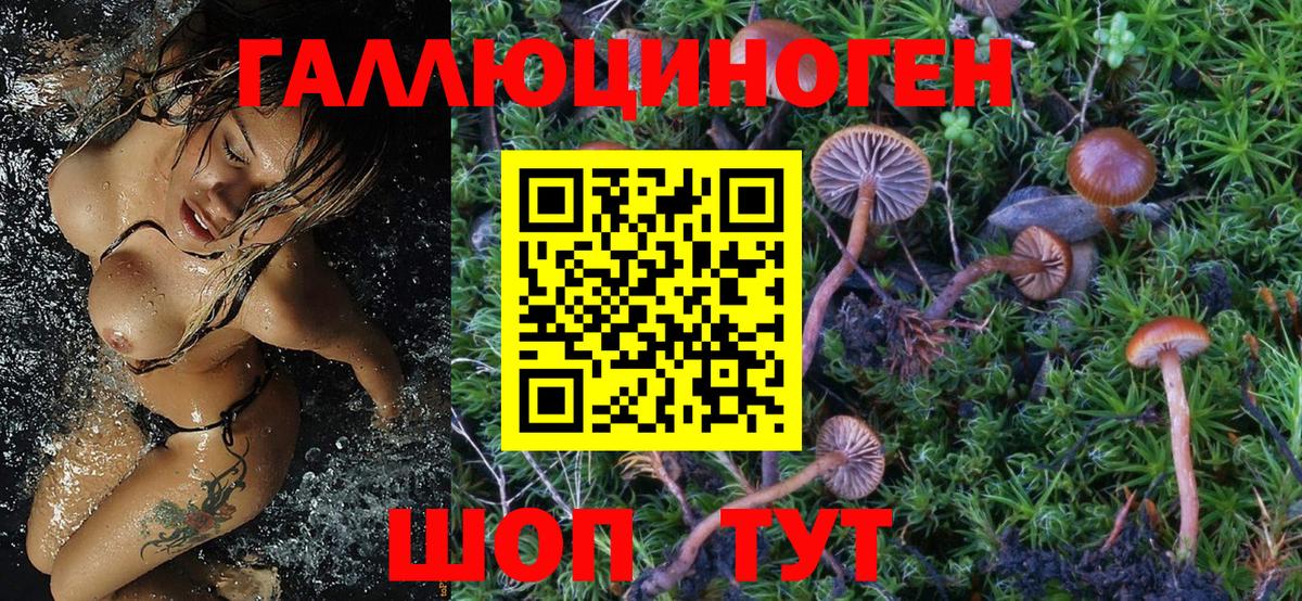 Галлюциногенные грибы Psilocybe Усть-Джегута